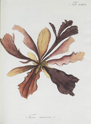 2328
<br/>
Icones fucorum cum characteribus systematicis, synonimis auctorum et descriptionibus novarum specierum. Abbildungen der Tange mit beygefügten systematischen Kennzeichen etc.
<br/>
<em></em>